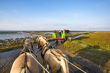 Horse-drawn carriage tour to Hallig Suedfall, Schleswig-Holstein, Germany