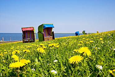 Beach Chairs and Flowers on a Dyke, Pellworm Island, North Frisian Islands, Schleswig-Holstein, Germany