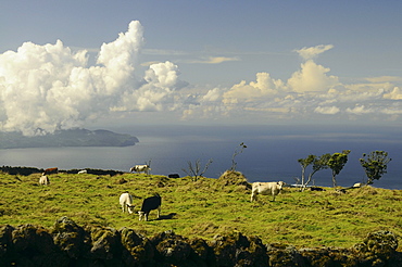 Landscape beneath the Vulcano, Pico Island, Azores, Portugal