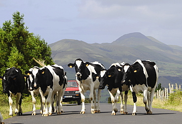 Cows on the eastern part of the Island of Sao Jorge, Azores, Portugal