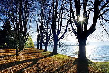 Alley of lime trees at the lakeshore in the sunlight, Lake Constance, Bavaria, Germany