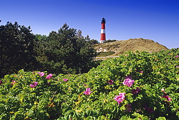 Dog roses and lighthouse under blue sky, Hoernum, Sylt island, North Friesland, Schleswig-Holstein, Germany