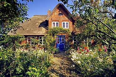 Typical thatched house with flower garden at Nebel, Amrum island, North Friesland, Schleswig-Holstein, Germany