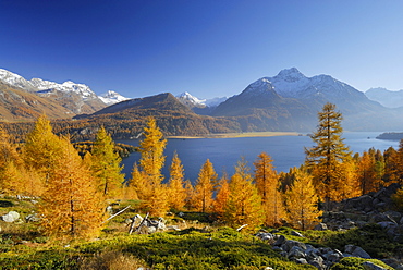 Larches in autumn colours above lake Silser See with Piz da la Margna, Oberengadin, Engadin, Grisons, Switzerland