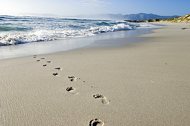 Footprints in the sand leading towards the sea, Walker Bay, Gansbaai, Western Cape, South Africa, Africa