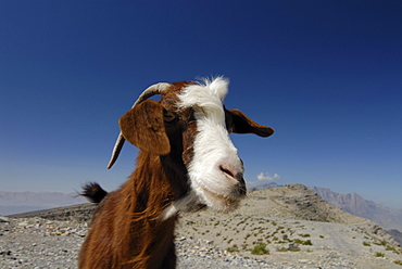 Goat under blue sky, Oman, Asia