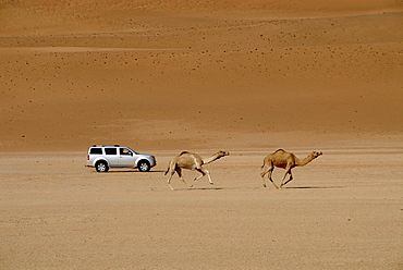 An all-terrain vehicle and two dromedaries in the sand of the desert, Wahiba Sands, Oman, Asia