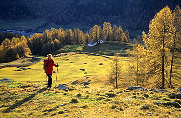 Young woman on the way up to alpine hut Chamanna d'Es-cha on alpine meadow between larches, Silvretta, Silvretta range, Unterengadin, Engadin, Grisons, Switzerland