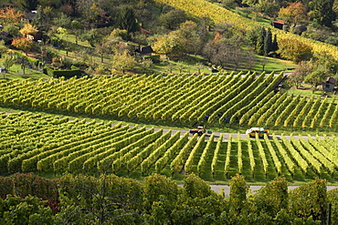 View over vineyards, Unterturkheim, Stuttgart, Baden-Wurttemberg, Germany