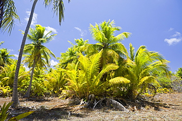 Coconut Palms at Bikini, Marshall Islands, Bikini Atoll, Micronesia, Pacific Ocean