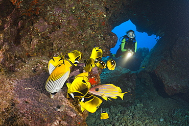 Diver observe Racoon-Butterflyfishes feeding Eggs from other Fishes, Chaetodon lunula, Cathedrals of Lanai, Maui, Hawaii, USA