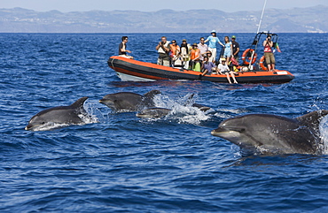 Tourists at Dolphin watching Tour, Tursiops truncatus, Azores, Atlantic Ocean, Portugal