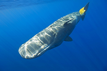 Sperm Whale plays with Plastic Waste, Physeter catodon, Azores, Atlantic Ocean, Portugal