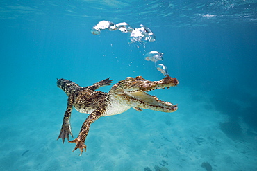 Saltwater Crocodile, Crocodylus porosus, Queensland, Australia