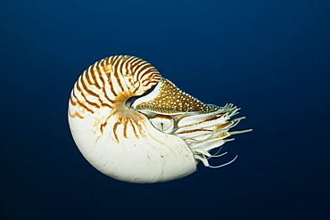 Nautilus, Nautilus pompilius, Great Barrier Reef, Australia