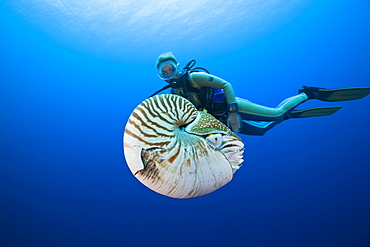 Nautilus and Diver, Nautilus pompilius, Great Barrier Reef, Australia