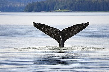 The fluke of a humpback whale poking out of the water, Megaptera novaeangliae, Inside Passage, Alaska, USA