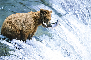 Brown Bear with salmon at Brooks River Falls, Ursus arctos, Katmai National Park, Alaska, USA