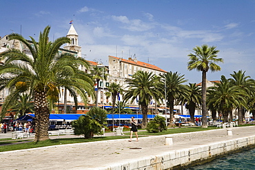 Palm trees at the promenade in the sunlight, Riva, Split, Dalmatia, Croatia, Europe