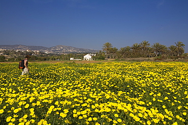 Woman hiking through a flower meadow, near Coral Bay, Paphos area, South Cyprus, Cyprus