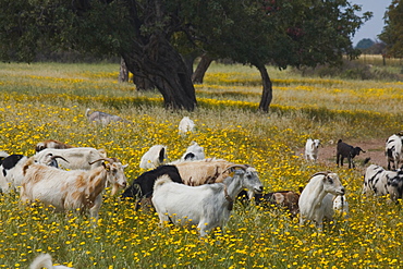 A herd of goats grazing in the middle of a flower meadow, near the Baths of Aphrodite, Akamas Nature Reserve Park, South Cyprus, Cyprus