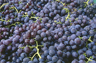 Close up of red harvested grapes, Red wine, Viticulture