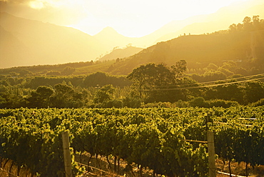 Vineyards at evening near Franschhoek, Western Cape, South Africa, Africa