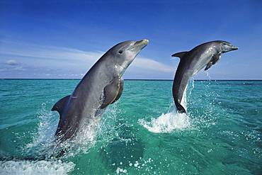 Bottlenosed Dolphins leaping, Tursiops truncatus, Islas de la Bahia, Hunduras, Caribbean