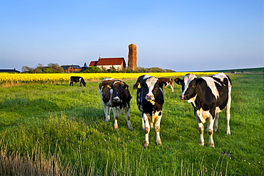 Cattle with St. Salvator Church in background, Pellworm Island, North Frisian Islands, Schleswig-Holstein, Germany