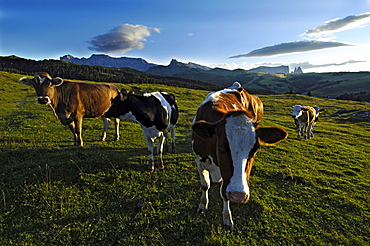 Cows on an alpine meadow in the evening, Alpe di Siusi, South Tyrol, Italy, Europe