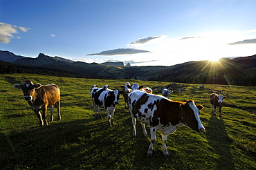 Cows on an alpine meadow in the evening, Alpe di Siusi, South Tyrol, Italy, Europe