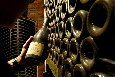 A man holding a bottle of old wine at a wine cellar, Terlan, South Tyrol, Italy, Europe