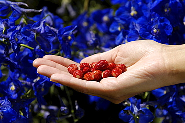 Hand holding woodland strawberries, wild strawberry, Fruit, Summer, South Tyrol, Italy