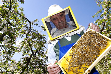 Beekeeper with honeycomb, Apiarist, Honey bees, South Tyrol, Italy