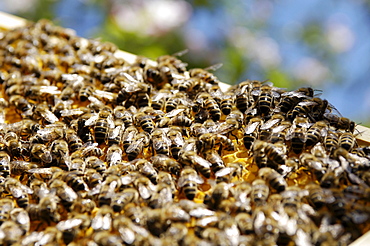 Honey bees with honeycomb, Bee colony, Honey bees, South Tyrol, Italy