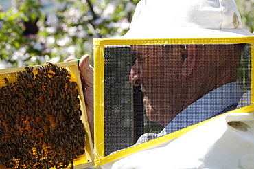 Beekeeper with honeycomb, Apiarist, Honey bees, South Tyrol, Italy