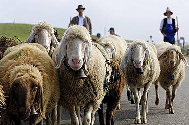 Flock of sheep returning to the valley from the alpine pastures, Seiser Alm, South Tyrol, Italy