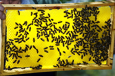 Yellow honeycomb full of bees, South Tyrol, Italy, Europe