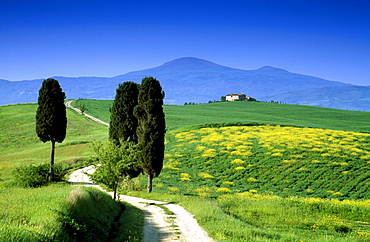 Scenery with pines under blue sky, view to Monte Amiata, Val d'Orcia, Tuscany, Italy, Europe