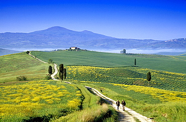 Hikers on a country road under blue sky, view to Monte Amiata, Val dâˆšÃ‡Â¬Â¥Orcia, Tuscany, Italy, Europe