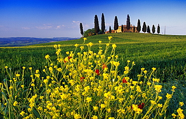 Yellow flowers in front of country house with cypresses, Val d'Orcia, Tuscany, Italy, Europe