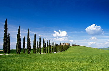 Country house with cypresses under blue sky, Val d'Orcia, Tuscany, Italy, Europe