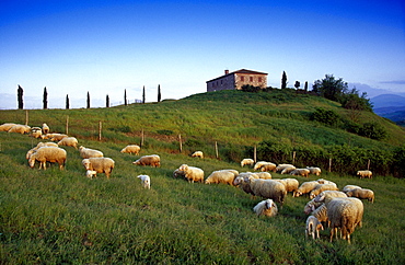 Sheepin front of country house under blue sky, Val d'Orcia, Tuscany, Italy, Europe