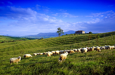 Sheep out at feed in front of country house, Val d'Orcia, Tuscany, Italy, Europe