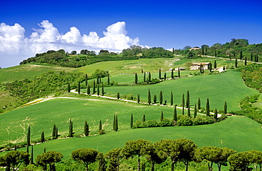 Serpentine road with cypresses under blue sky, Val d'Orcia, Tuscany, Italy, Europe