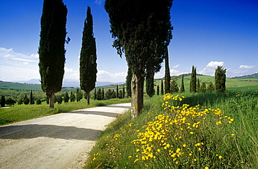 Cypress alley in the sunlight, Val dâˆšÃ‡Â¬Â¥Orcia, Tuscany, Italy, Europe