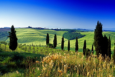 Landscape with cypresses under blue sky, Crete, Tuscany, Italy, Europe