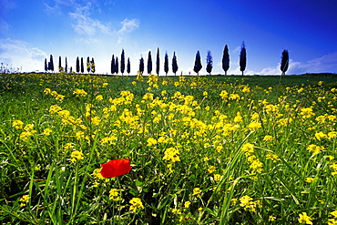 Flower meadow with poppy in front of cypress alley, Val dâˆšÃ‡Â¬Â¥Orcia, Tuscany, Italy, Europe
