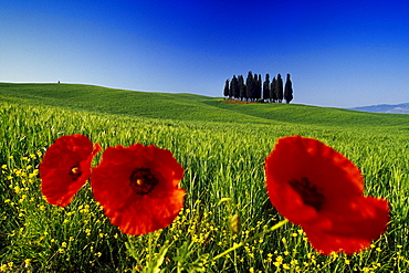 Poppies in front of cypresses in the sunlight, Val d'Orcia, Tuscany, Italy, Europe