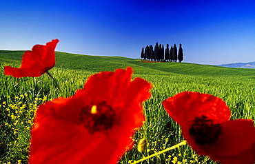 Poppies in front of cypresses in the sunlight, Val d'Orcia, Tuscany, Italy, Europe
